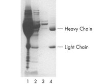 Monoclonal mouse IgG was purified with a PROSEP-A spin column from ascites. (Lane 1: unpurified ascites. Lane 2: flow-through ascites. Lane 3: wash flow-through. Lane 4: 5 µg purified antibody.) Courtesy Exalpha Biologicals.